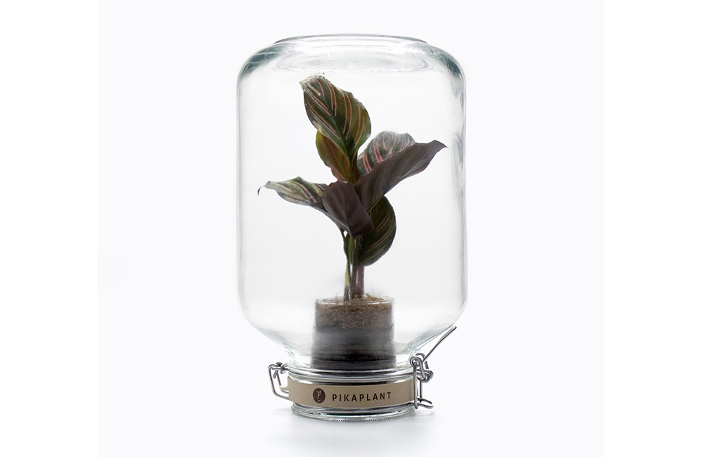 Jar Calathea ornata